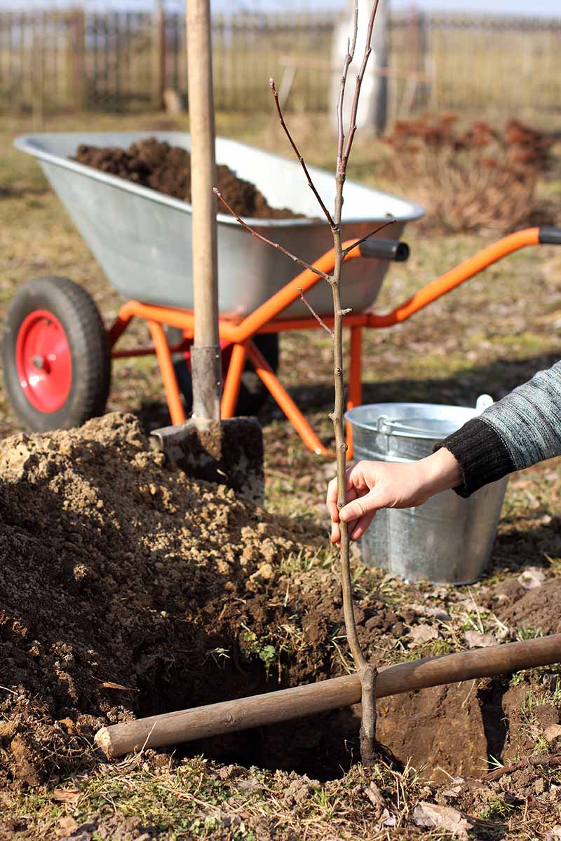 A close up vertical image of a hand from the right of the frame planting a bare root fruit tree in a sunny garden, with a wheelbarrow in the background.