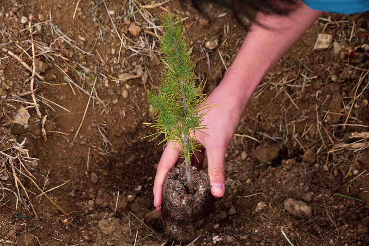 A close up horizontal image of a hand from the right of the frame planting a small tree in the ground.
