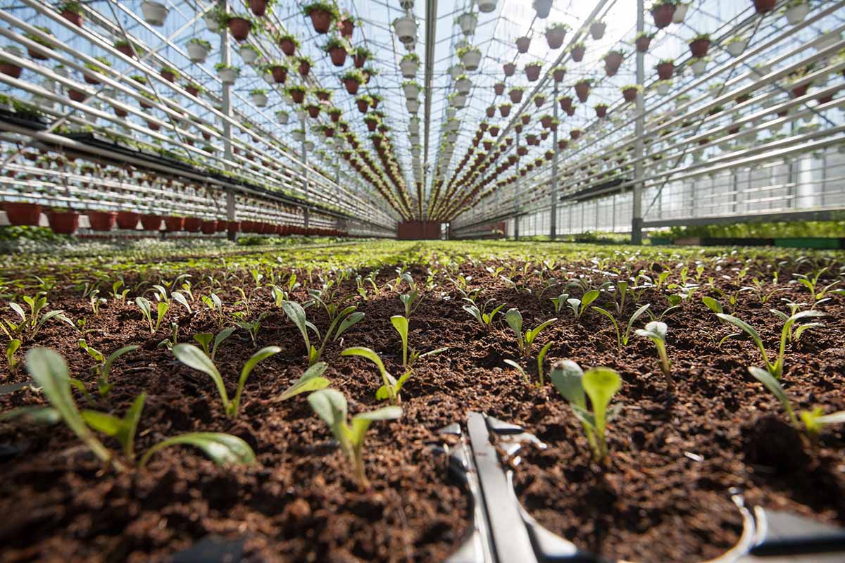 A horizontal image of a large greenhouse with a lot of seedlings.