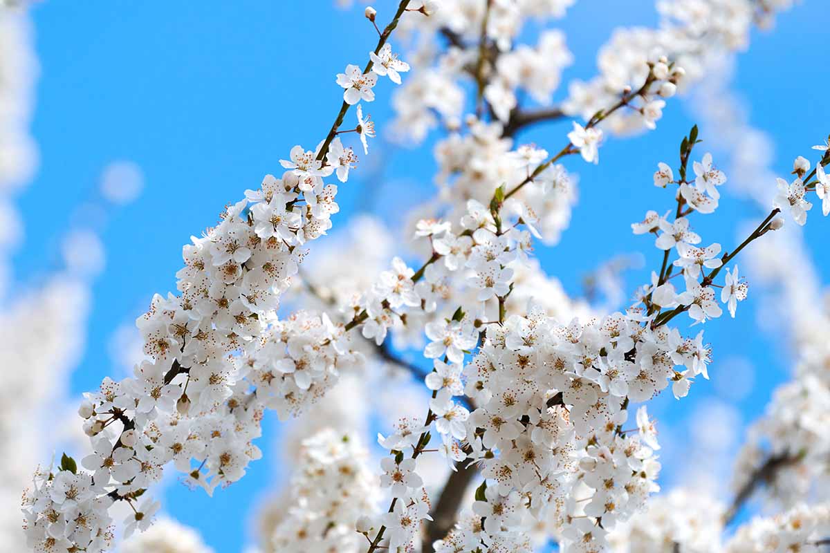 A close up horizontal image of white plum blossom pictured on a blue sky background.