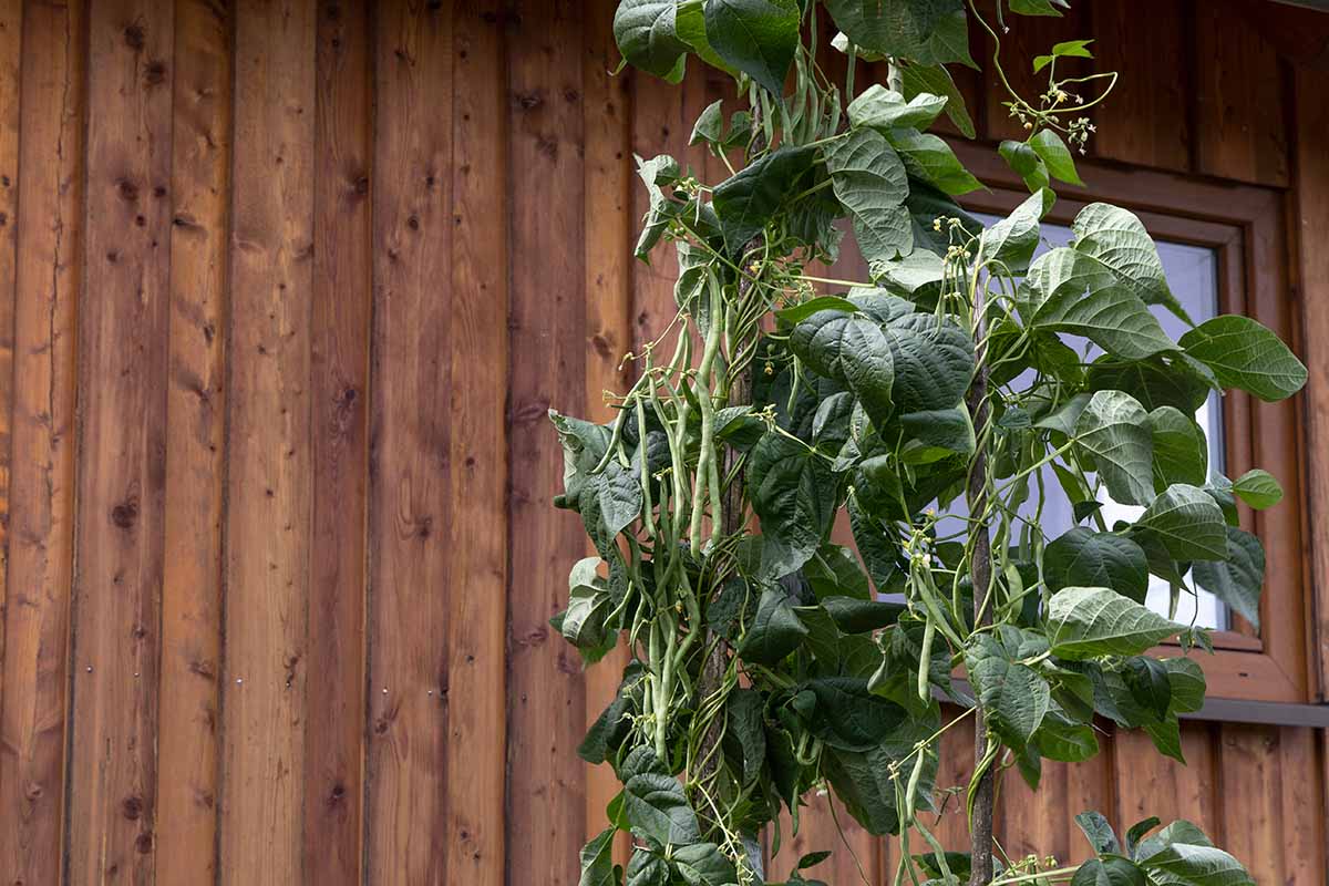 A close up horizontal image of pole beans growing outside a wooden residence.