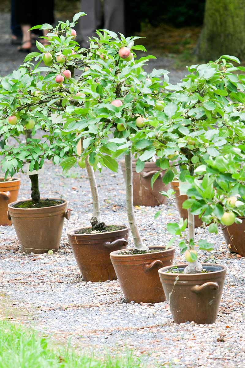 A close up vertical image of potted dwarf apple trees set on a gravel surface.