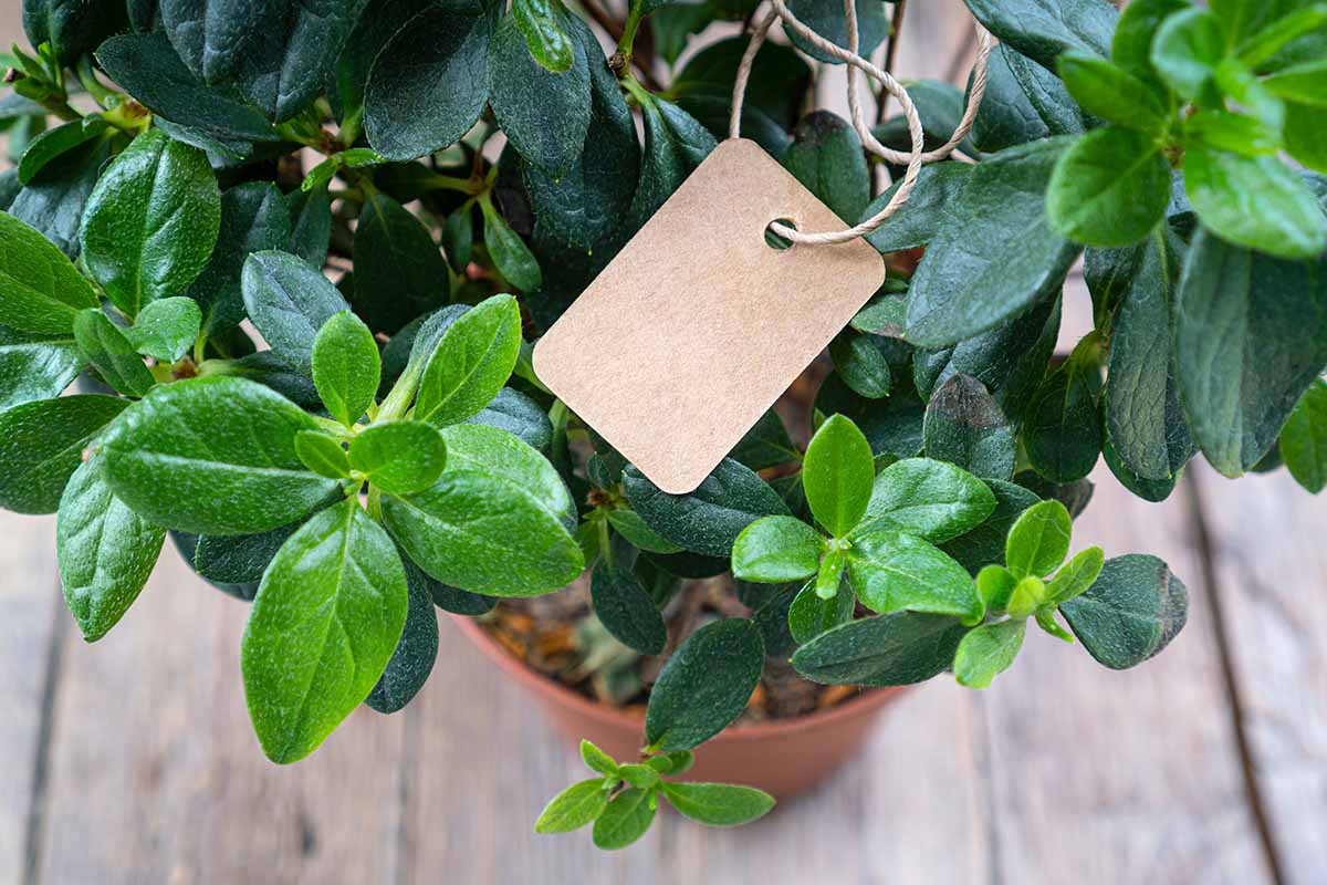 A close up of a tag on a potted plant, set on a wooden surface.