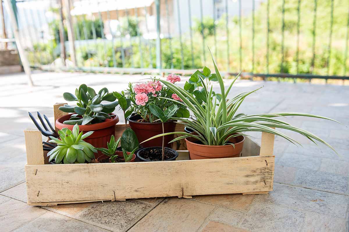 A close up horizontal image of a wooden tray with a variety of potted succulents and flowers set on the ground on a balcony.