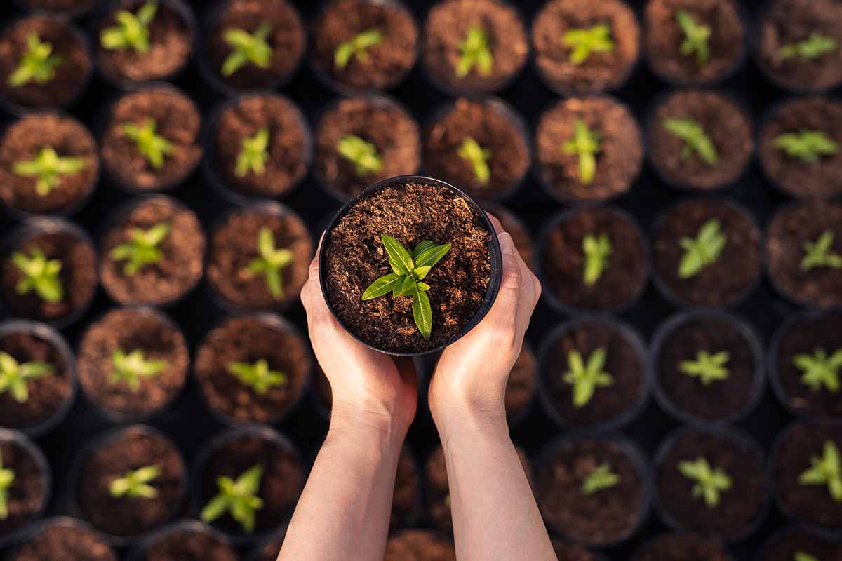 A close up horizontal image of two hands from the bottom of the frame holding a small potted seedling.