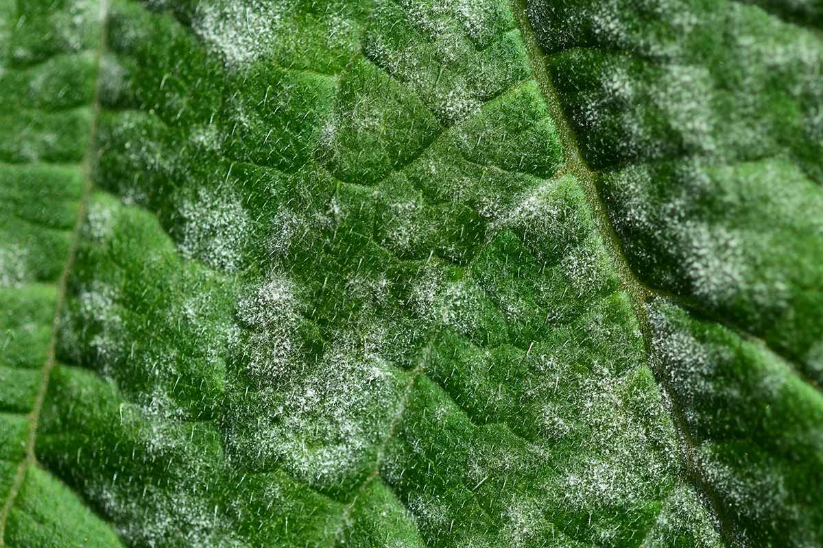 A close up of a leaf showing signs of powdery mildew infection.
