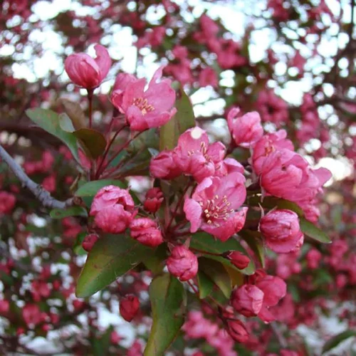 A square image of the pink blooms of a 'Prairifire' crabapple tree growing in the garden.