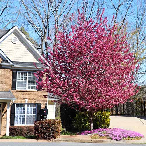 A square image of a large 'Profusion' crabapple with pink flowers growing outside a residence.