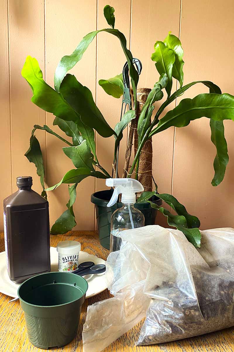 A vertical image of an epiphyllum in a pot with a moss pole, and propagation supplies in front of it.