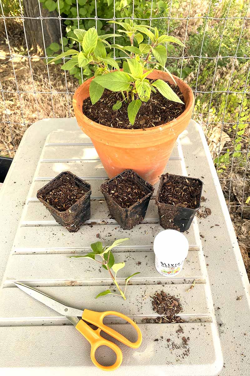 A vertical image of a pineapple sage plant in a terra cotta pot set on a white table outdoors with three small plastic pots for rooting cuttings.