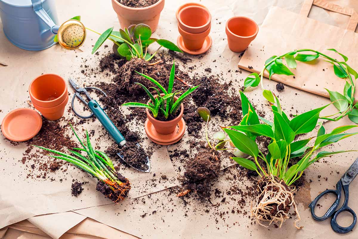 A close up horizontal image of potted and unpotted plants and tools.