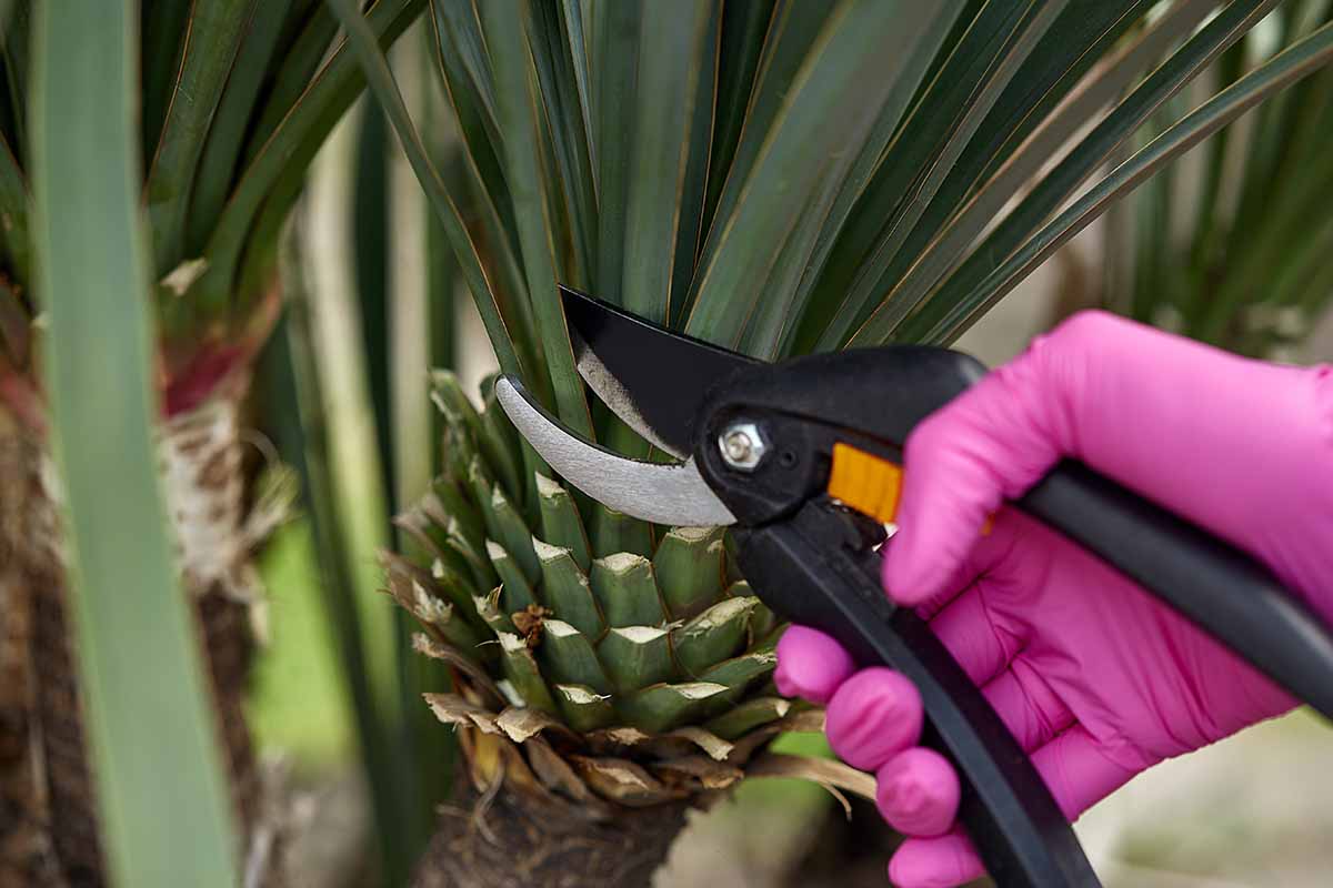 A close up horizontal image of a hand from the right of the frame holding a pair of pruning shears trimming a yucca plant in the garden.
