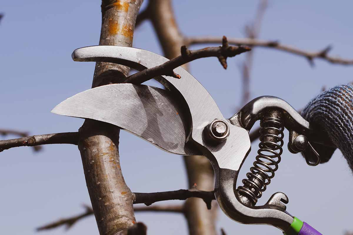 A close up horizontal image of a pair of pruners being used to snip the branch of a shrub.