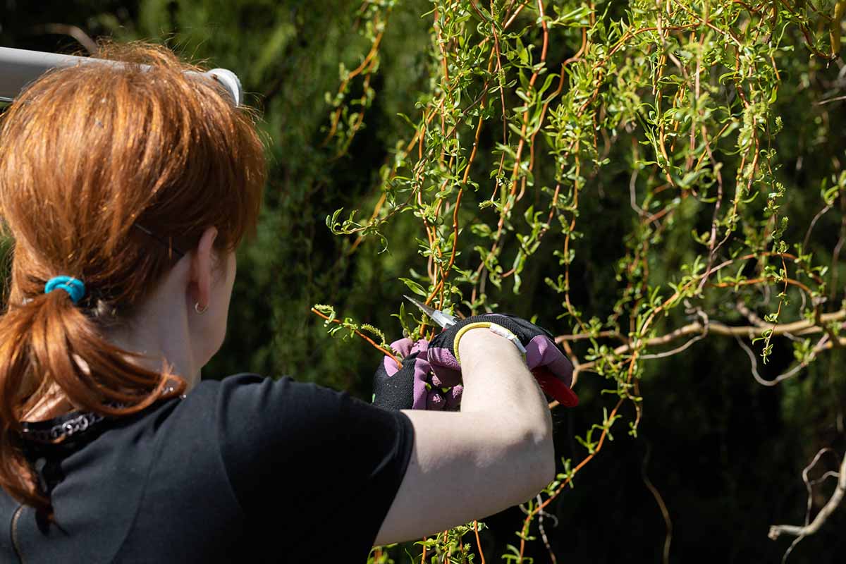 A close up horizontal image of a gardener pruning weeping willow (Salix babylonica) branches in spring.