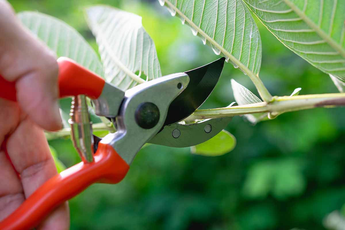 A close up of a hand from the left of the frame holding a pair of pruning shears to snip the branch of a shrub.