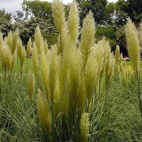 A square image of Cortaderia selloana 'Pumila' pampas grass growing in the garden.