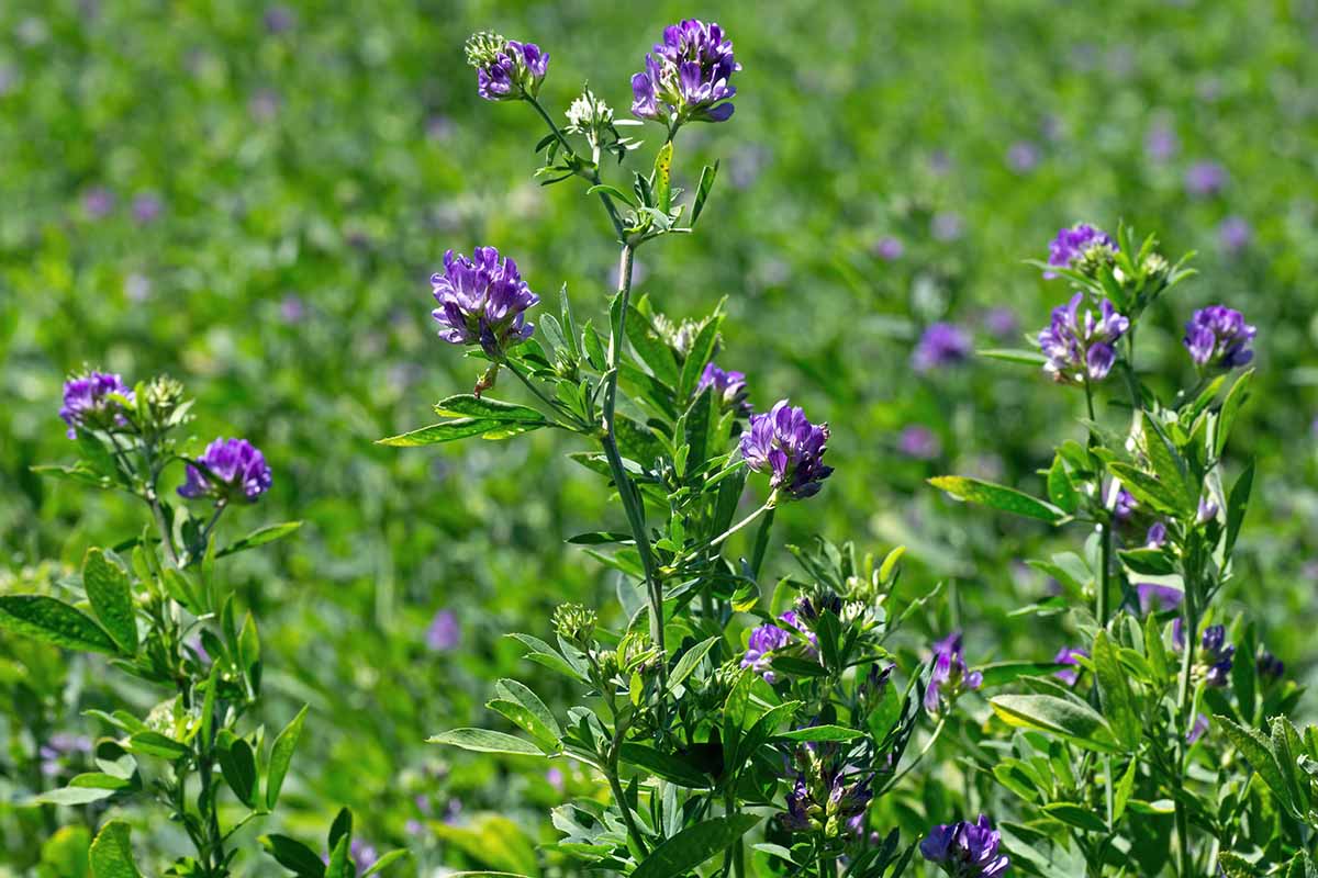 A horizontal image of alfalfa growing in the garden pictured in light sunshine.