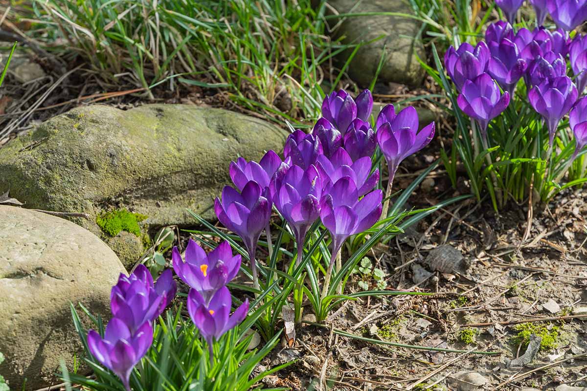 A horizontal image of purple crocuses among stones in an outdoor spring garden.