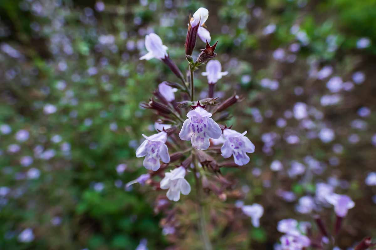 A close up horizontal image of the light purple flowers of Clinopodium growing in the garden.