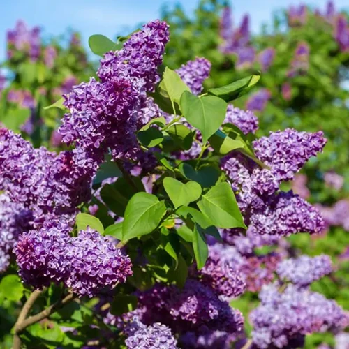 A square image of purple lilac growing in a sunny garden.