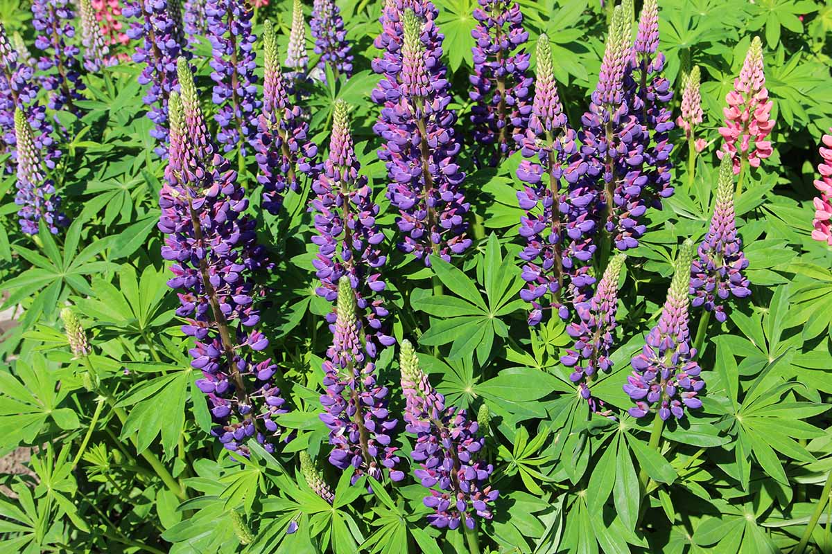 A close up horizontal image of purple lupins growing in a sunny garden.