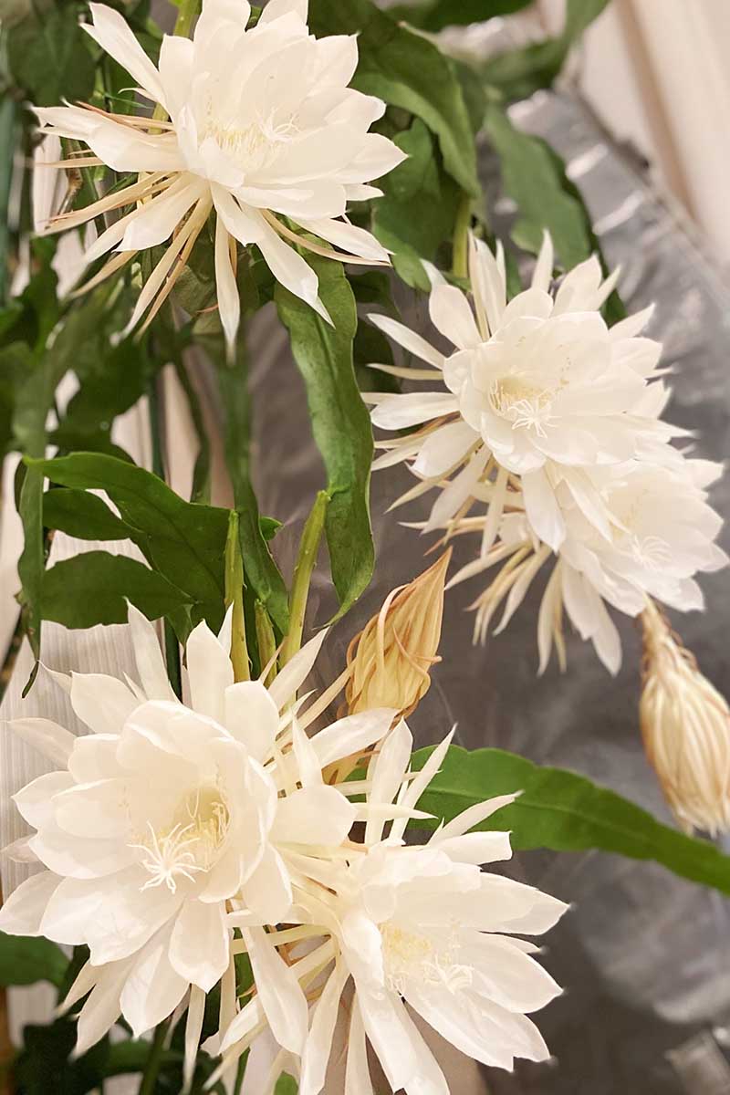 A close up vertical image of a queen of the night epiphyllum growing in a container indoors.