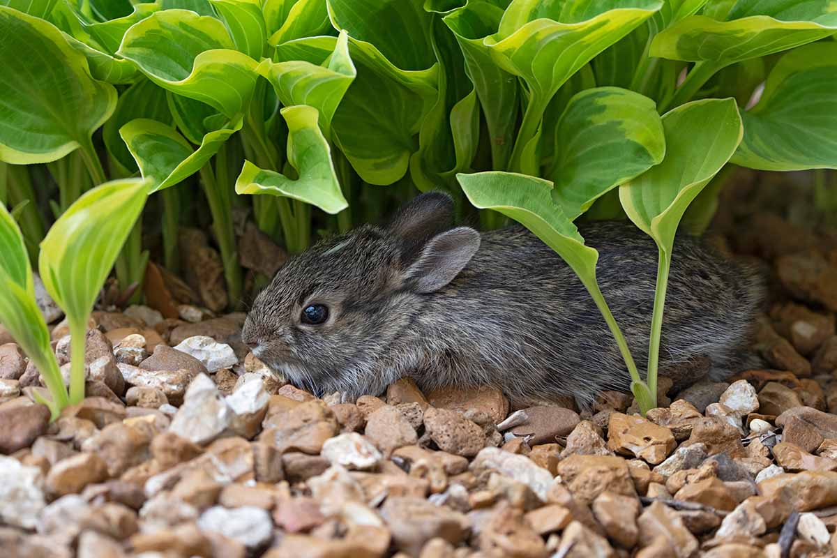 A close up horizontal image of a rabbit lying under hosta plants in the garden.