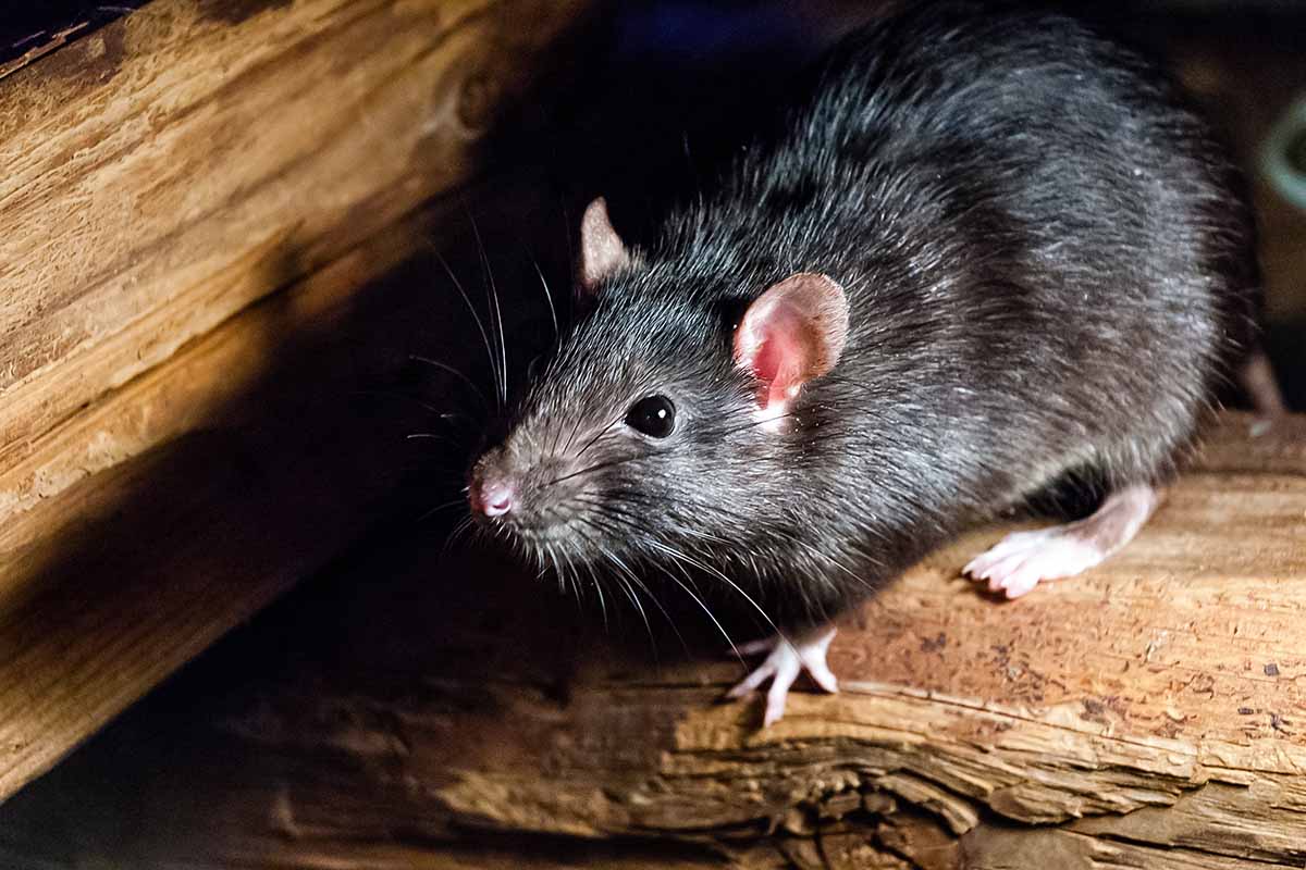 A close up horizontal image of a black ship rat hiding out in a wood pile.