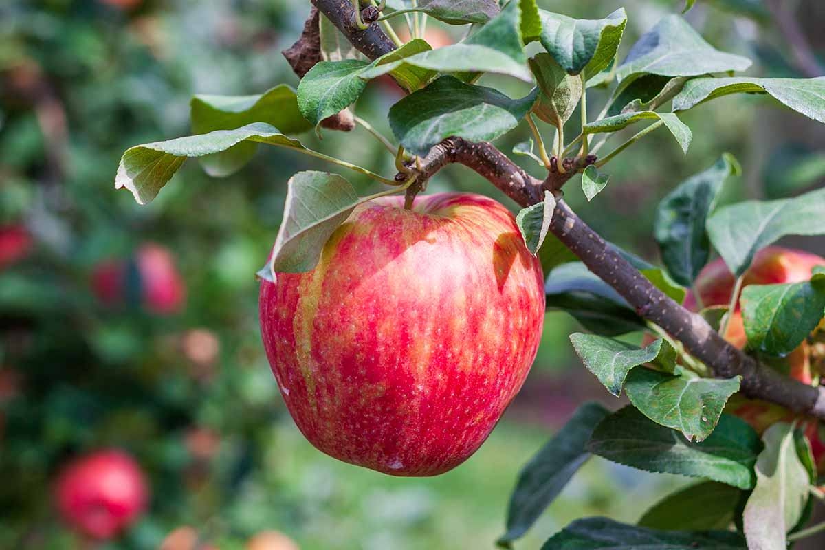 A close up horizontal image of a Honeycrisp apple growing in the garden pictured in light sunshine on a soft focus background.