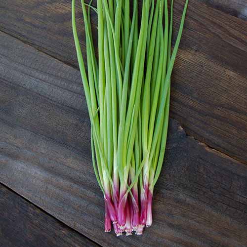 A square image of 'Red Baron' scallions freshly harvested and set on a wooden surface.