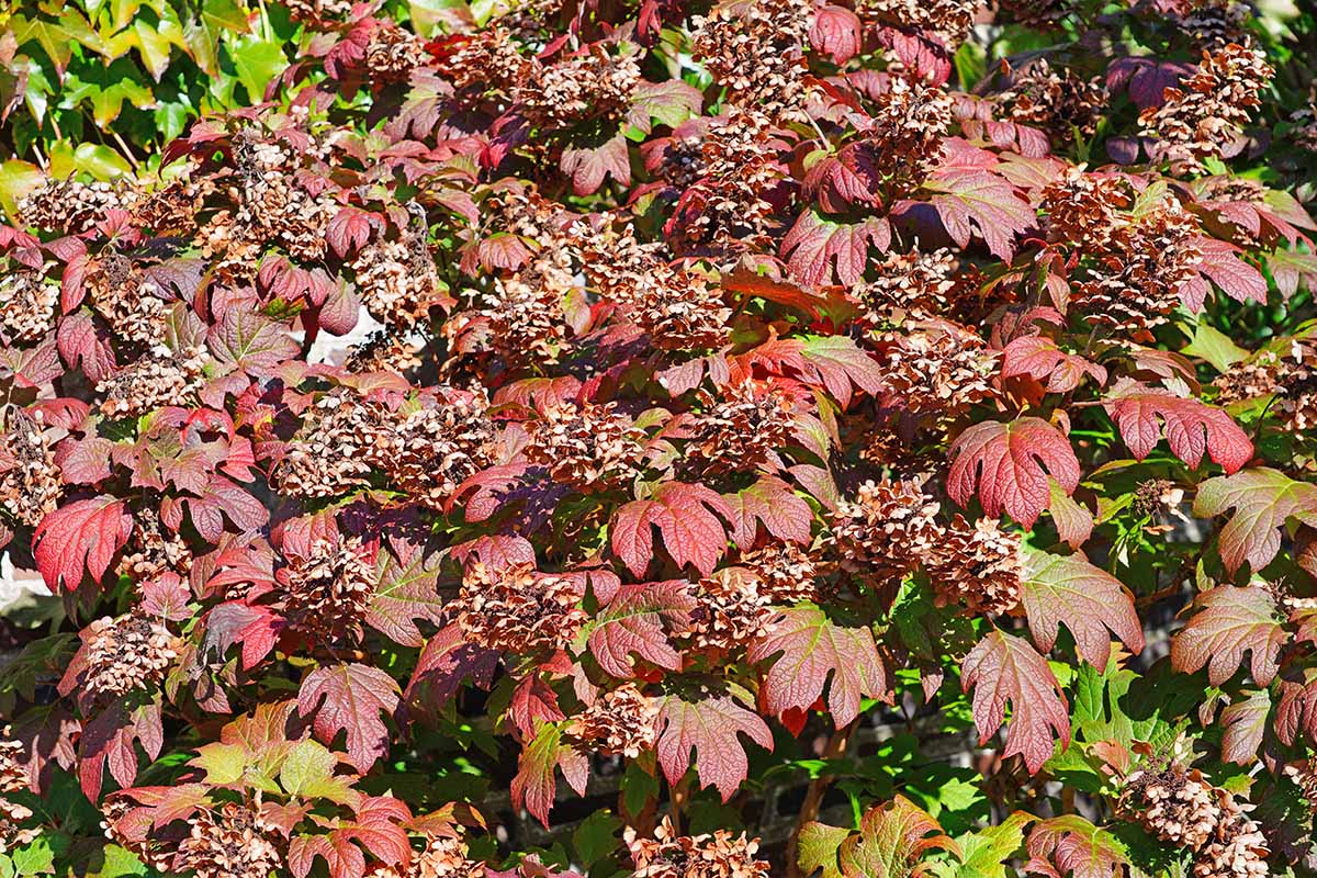 A close up horizontal image of a large oakleaf hydrangea with fall foliage colors growing in the garden.