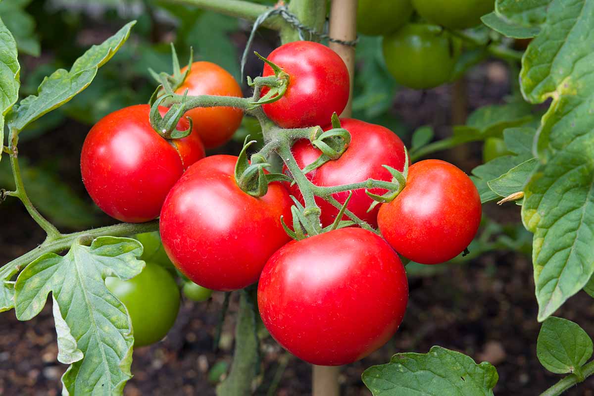 A close up horizontal image of a cluster of red, ripe tomatoes growing on the vine in the garden.