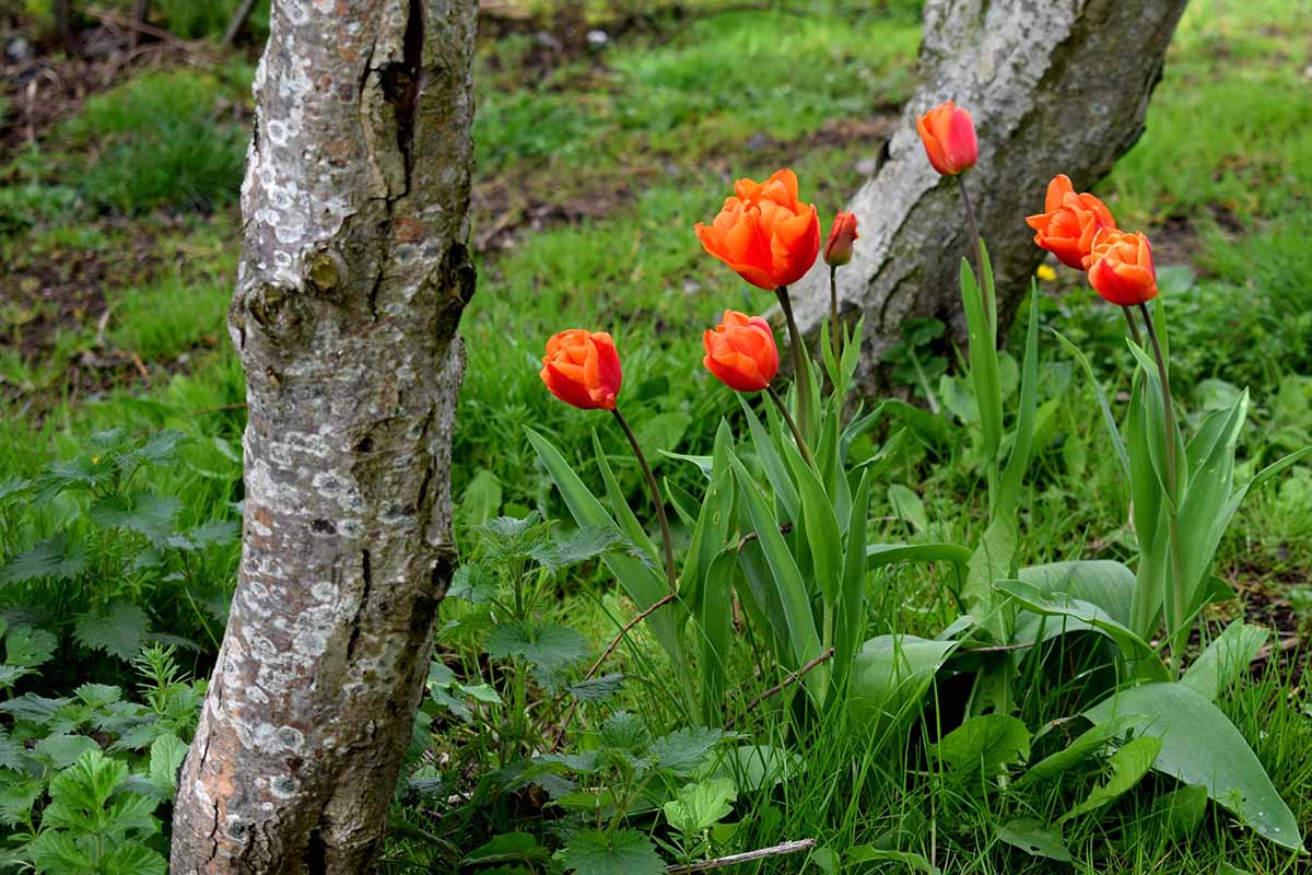 A horizontal image of a clump of orange red tulips growing in grass beside two trees outdoors.