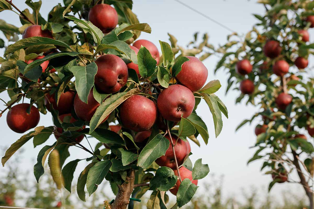 A horizontal image of ripe apples growing in an orchard ready for harvest.