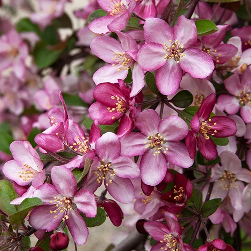 A square image of the pink and white blooms of 'Robinson' crabapple growing in the garden.