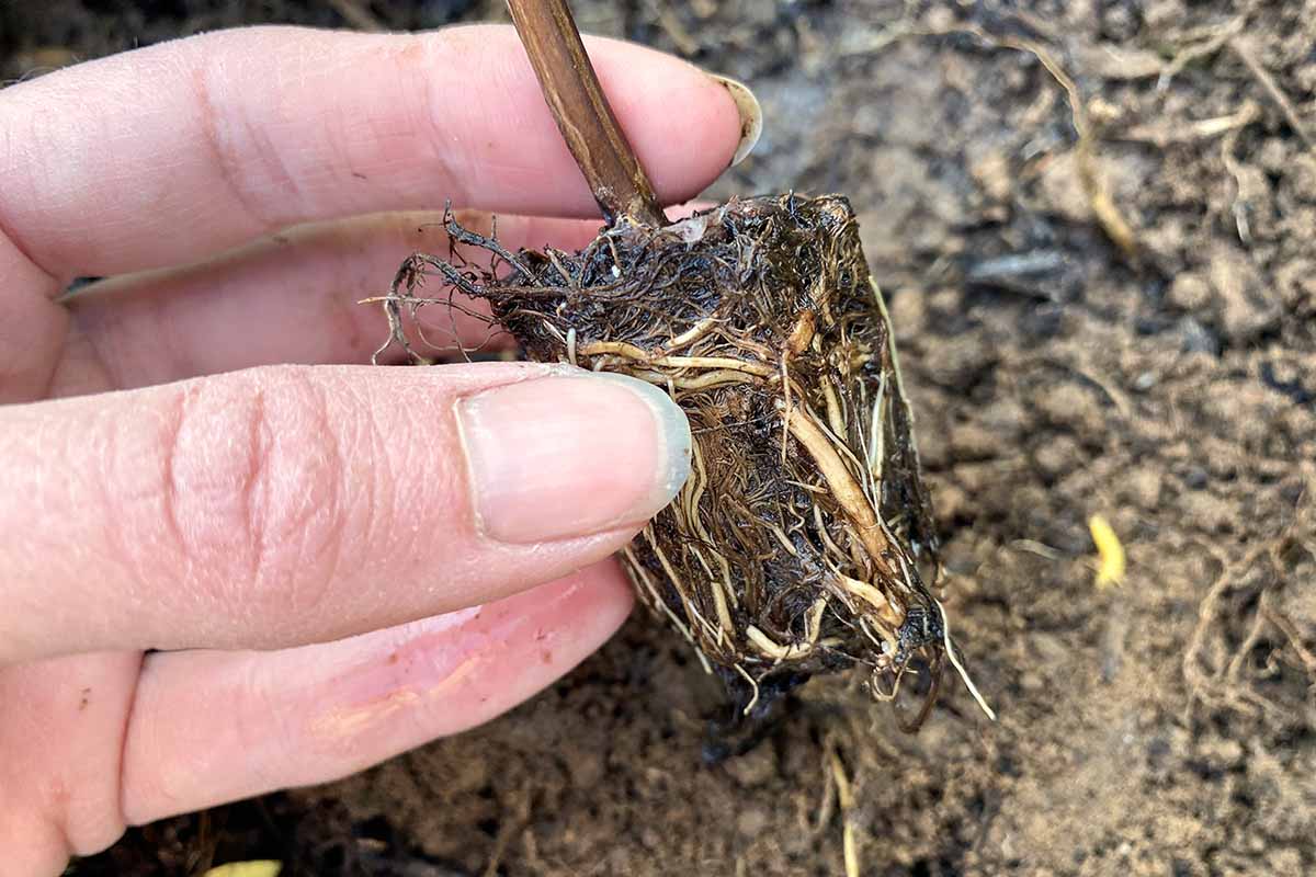 A close up of a hand from the left of the frame holding the root ball of a root bound container plant prior to transplanting.