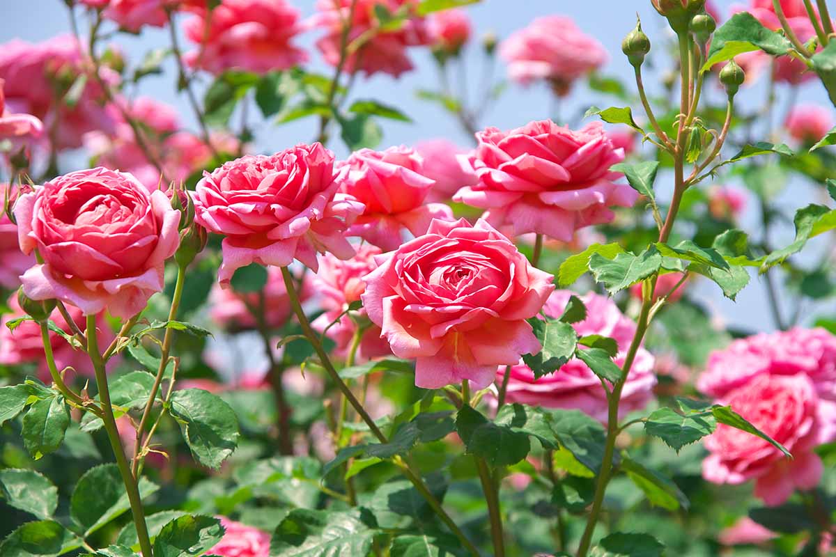 A close up horizontal image of pink roses growing in the garden pictured in bright sunshine.