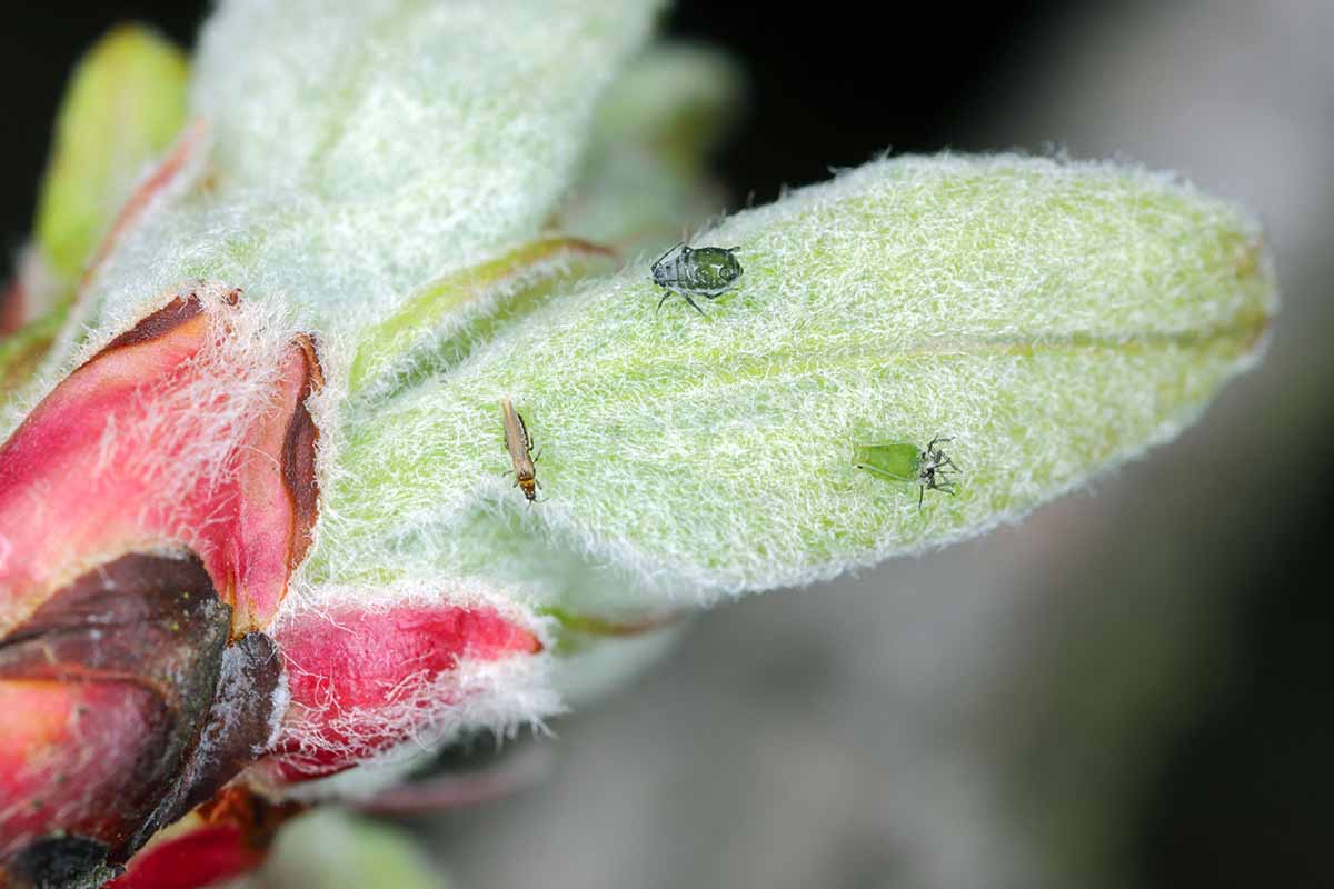 A close up horizontal image of aphids and a single thrips insect on the surface of a young leaf, pictured on a soft focus background.