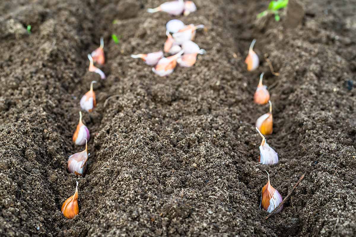 A close up horizontal image of rows of garlic cloves planted in the garden.