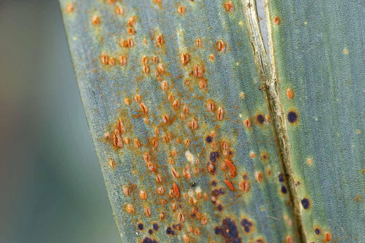 A close up horizontal image of foliage exhibiting signs of rust.