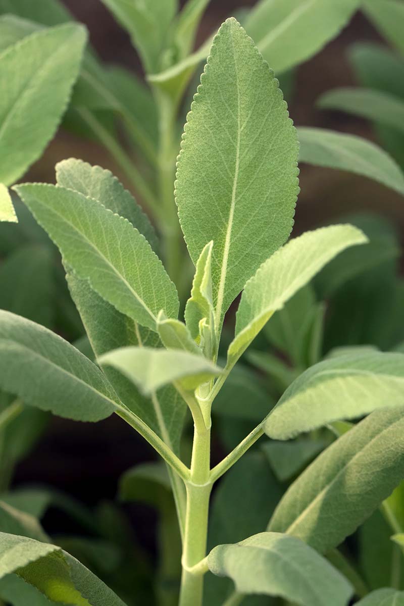 A close up vertical image of the foliage of a newly-planted white sage (Salvia apiana) plant.