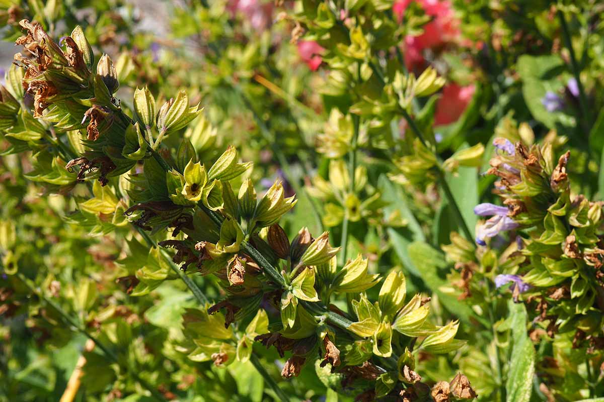 A close up horizontal image of sage that has gone to seed and produced pods, pictured in light sunshine.