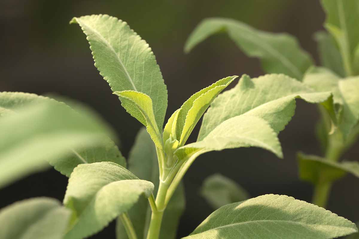 A close up horizontal image of the foliage of white sage pictured on a dark soft focus background.