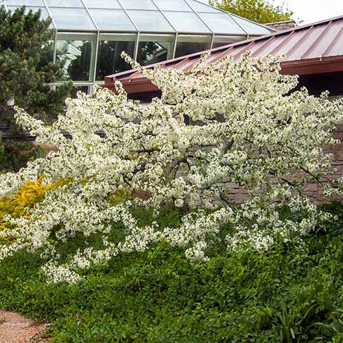 A square image of a Sargent crabapple with white flowers growing outside a residence.