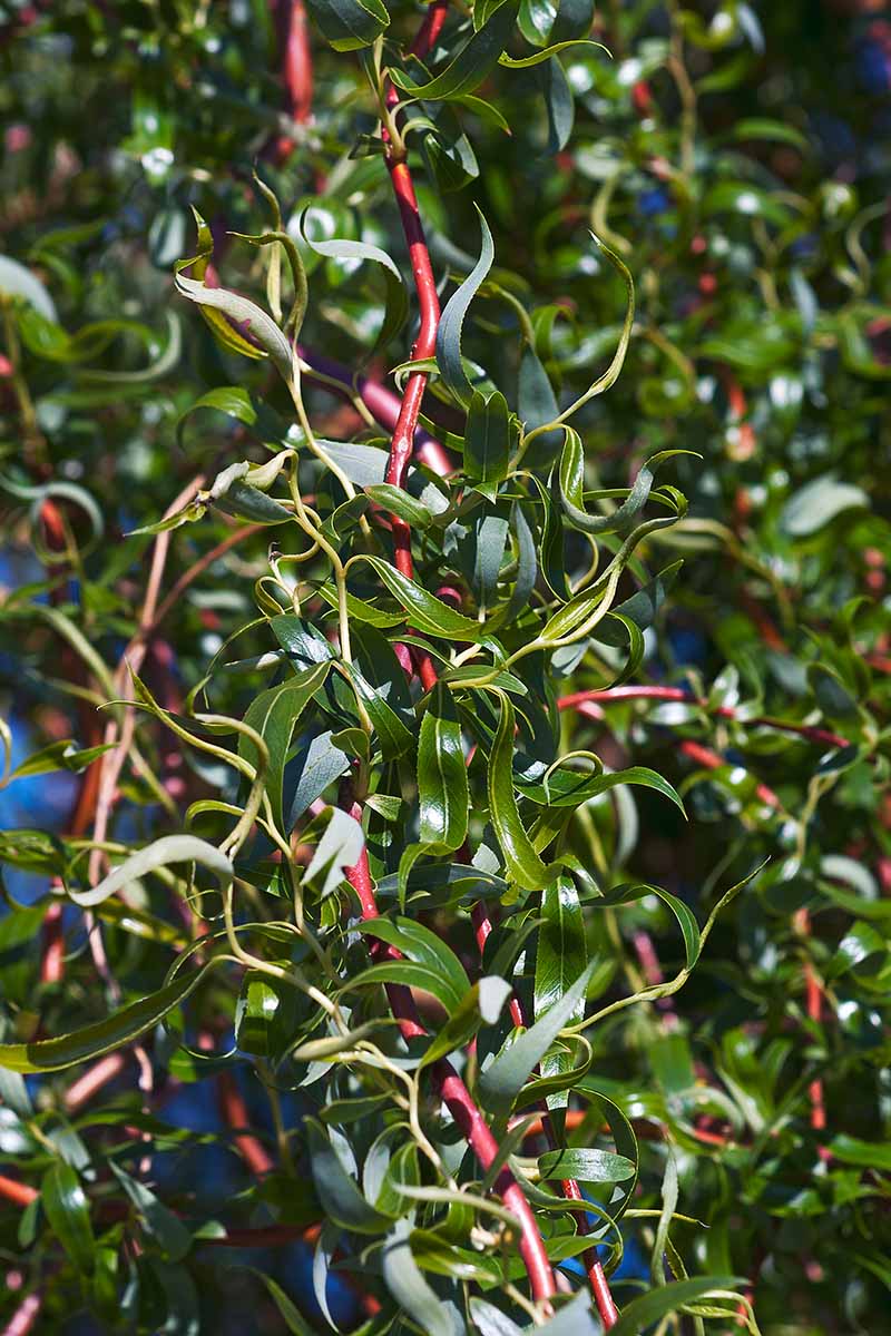 A close up vertical image of the foliage of Salix babylonica 'Scarlet Curl' pictured in bright sunshine.