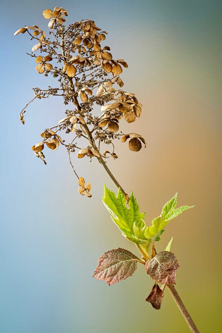 How to Grow and Care for Oakleaf Hydrangea | Gardener’s Path