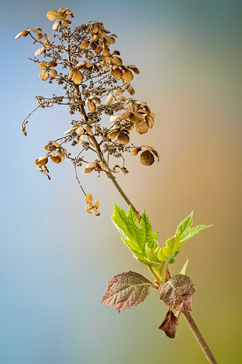 A close up vertical image of a spent oakleaf hydrangea flower pictured on a soft focus background.