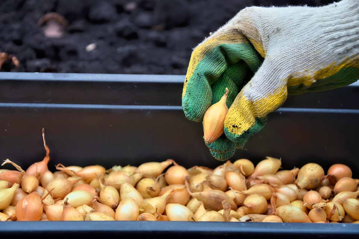 A close up horizontal image of a gloved hand holding up seed onions for planting.