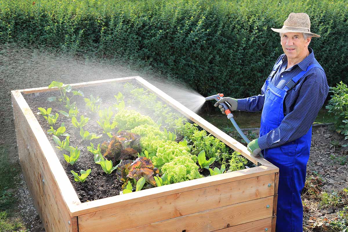 A horizontal image of a gardener spraying lettuce crops growing in a raised bed garden.