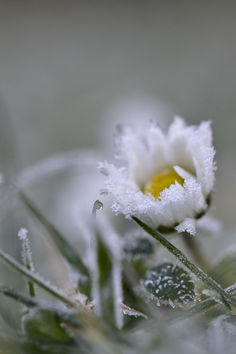 A close up vertical image of a single shasta daisy flower with the petals covered in ice crystals pictured on a soft focus background.